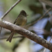 Pine Flycatcher - Photo (c) Roger Woodruff, some rights reserved (CC BY-NC), uploaded by Roger Woodruff