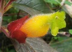 Columnea dielsii
