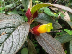 Columnea dielsii