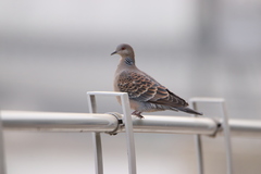 Streptopelia orientalis