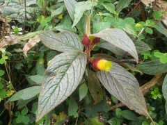 Columnea dielsii