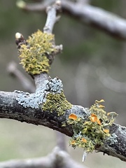 Teloschistes exilis