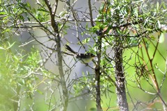 Malurus cyaneus cyanochlamys