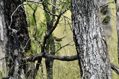 Malurus cyaneus cyanochlamys