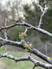 Teloschistes exilis
