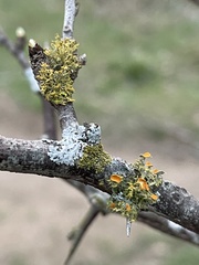 Teloschistes exilis