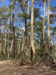 Eucalyptus oreades