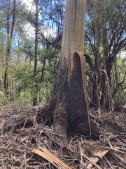 Eucalyptus oreades