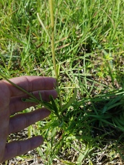 Buchnera floridana image