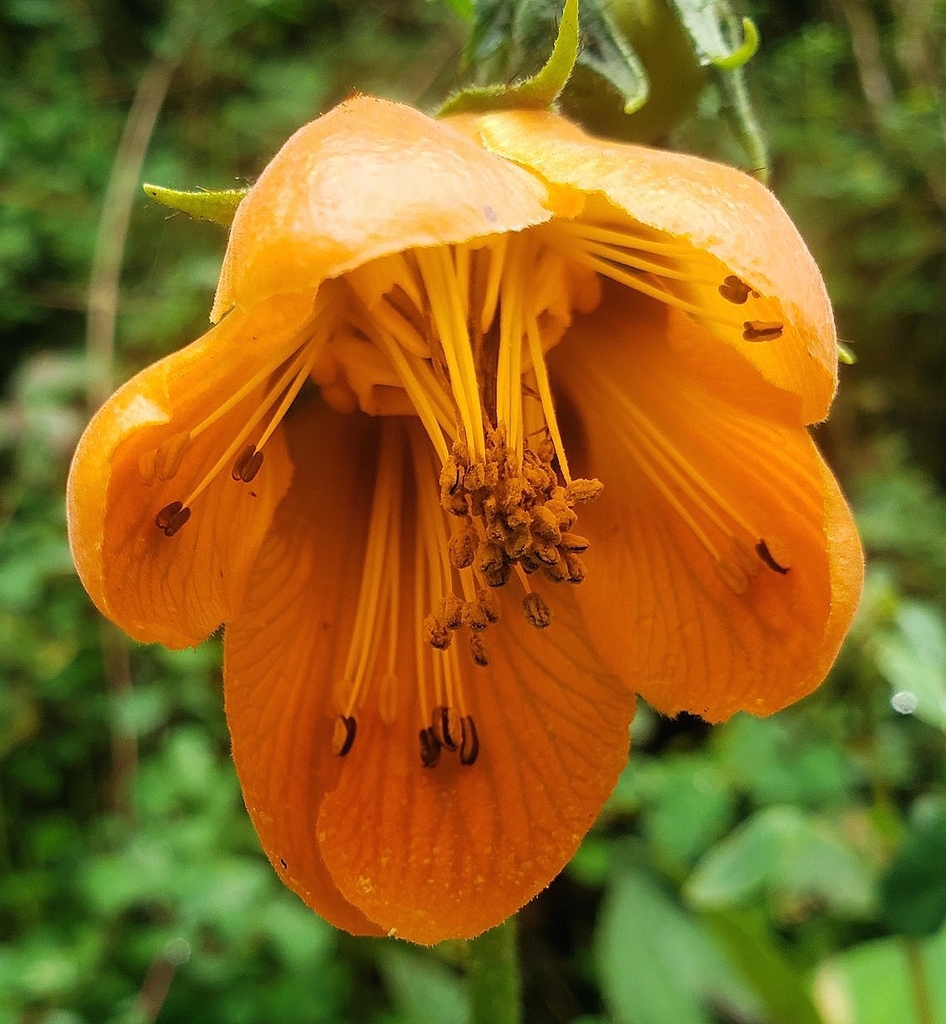 Nasa grandiflora