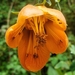 Nasa grandiflora - Photo 由 Nelson Apolo 所上傳的 (c) Nelson Apolo，保留部份權利CC BY-NC