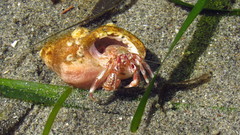 Pagurus ochotensis