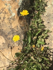 Agoseris apargioides