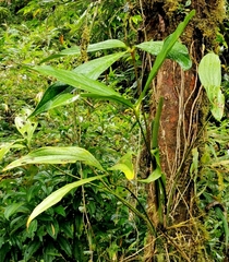 Anthurium triphyllum