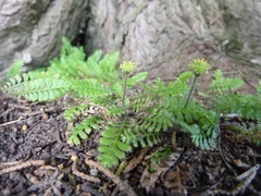 Leptinella squalida