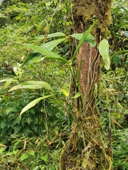 Anthurium triphyllum