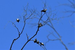 Cheramoeca leucosterna