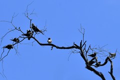 Cheramoeca leucosterna