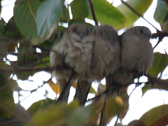 Columbina inca