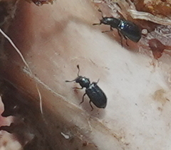 Necrobia violacea