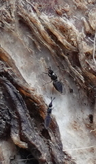 Prochyliza xanthostoma