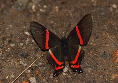 Ancyluris aulestes pandama