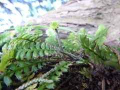 Leptinella squalida