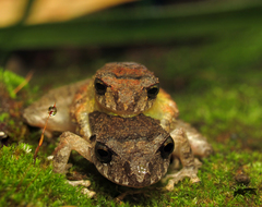 Pristimantis taeniatus