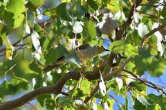 Ptilotula penicillata penicillata
