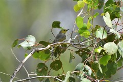 Ptilotula penicillata penicillata