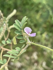 Tephrosia pumila pumila