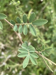 Tephrosia pumila pumila