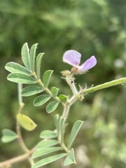 Tephrosia pumila pumila