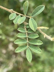 Tephrosia pumila pumila