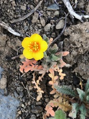 Mentzelia montana