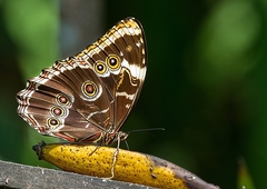 Morpho helenor achillaena