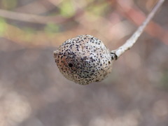 Diplolepis oregonensis
