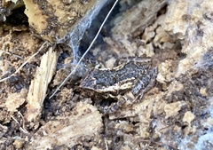 Eleutherodactylus coqui