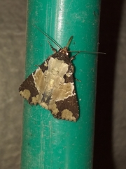 Condica cupentia