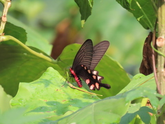 Byasa