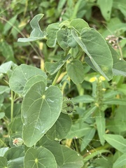 Abutilon austro-africanum