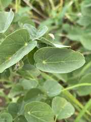 Abutilon austro-africanum