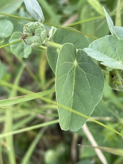 Abutilon austro-africanum