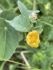 Abutilon austro-africanum
