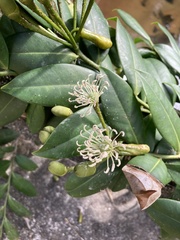 Marcgravia rectiflora