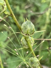 Hibiscus dongolensis