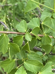 Hibiscus dongolensis