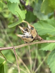 Hibiscus dongolensis