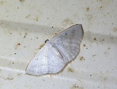 Plectoneura argostola