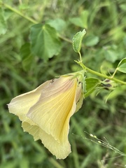 Hibiscus dongolensis